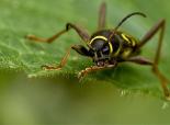 Wasp beetle - Les Binns